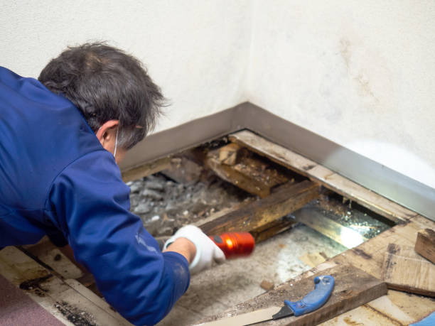 Best Crawl Space Mold Remediation in Cutten, CA