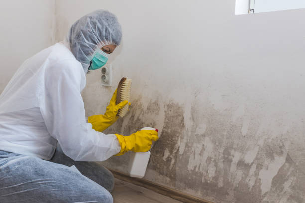 Best Residential Mold Remediation in Cutten, CA