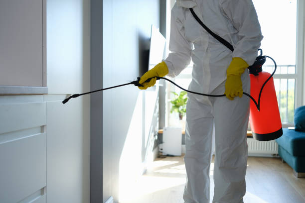 Best Black Mold Remediation in Cutten, CA