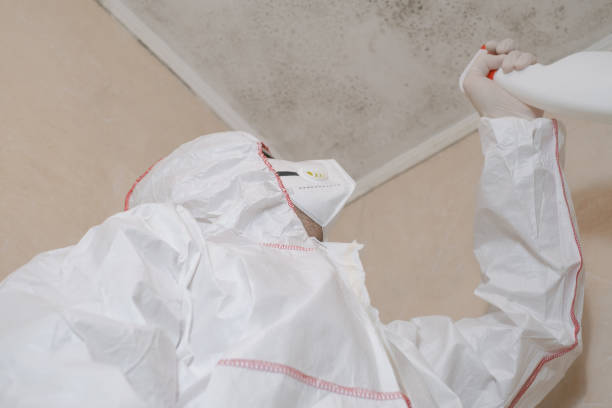 Cutten, CA Mold Remediation Company