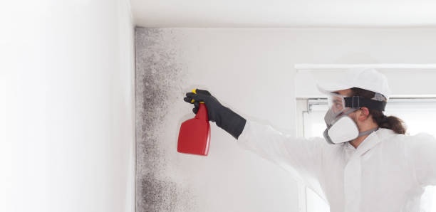 Best Localized Mold Remediation (e.g., coastal areas, humid climates) in Cutten, CA