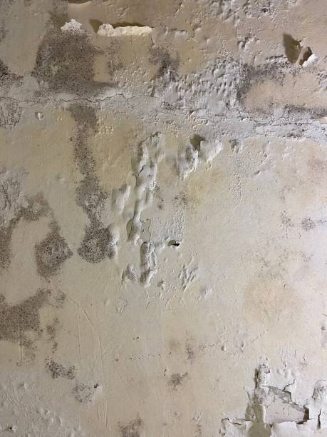 Best HVAC Mold Remediation in Cutten, CA