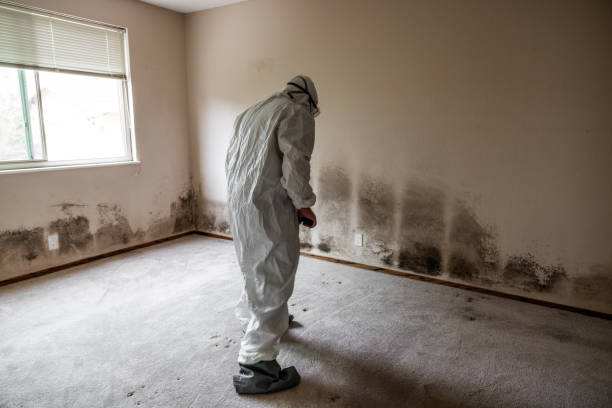 Best Basement Mold Remediation in Cutten, CA