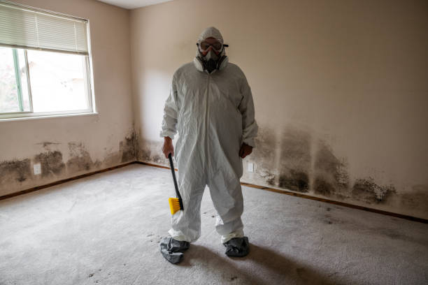 Best Emergency Mold Remediation in Cutten, CA